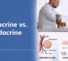 Exocrine vs. Endocrine