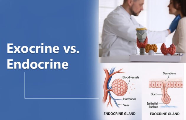 Exocrine vs. Endocrine