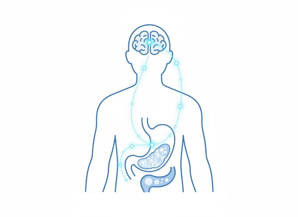 Illustration of how GLP-1 agonists work in the body