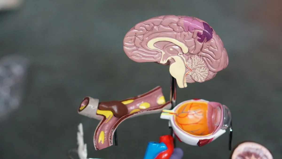 Medical illustration related to prolactin and pituitary gland disorders