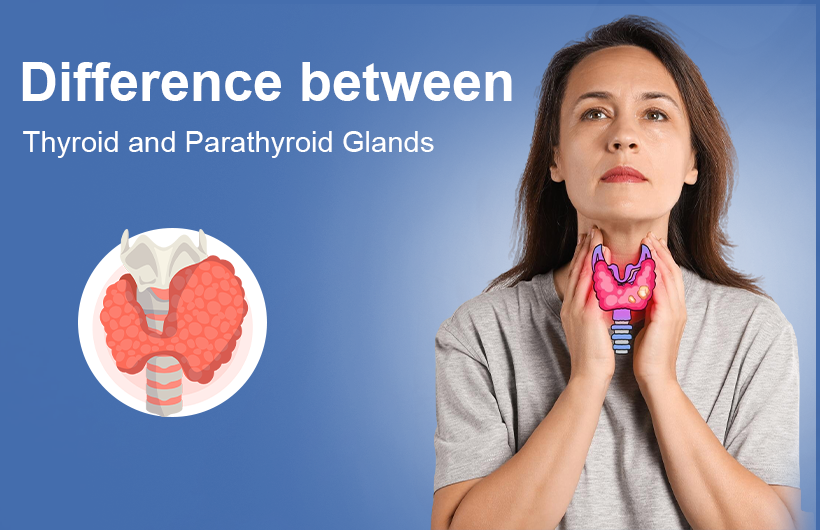 Thyroid and Parathyroid Glands